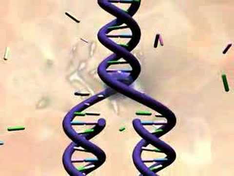 dna replication animation wiley